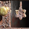 photo detail by Brian King